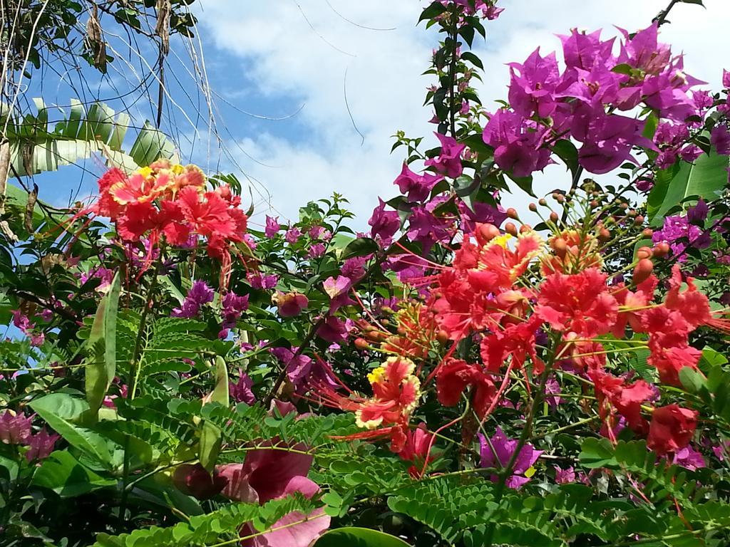 L'Ecomusee Creole De La Guadeloupe ซานต์-โรส ภายนอก รูปภาพ