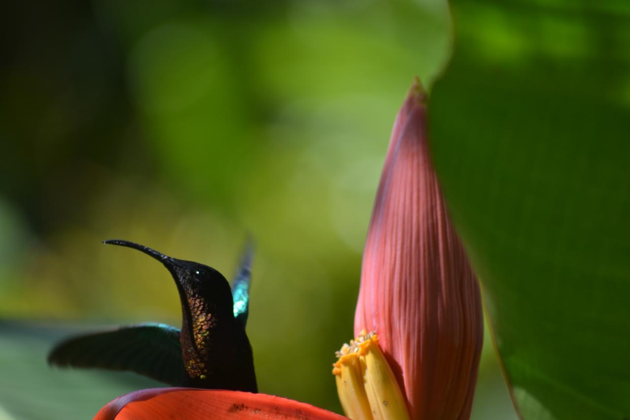L'Ecomusee Creole De La Guadeloupe ซานต์-โรส ภายนอก รูปภาพ